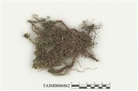 藏品(布氏岐舌蘚)的圖片